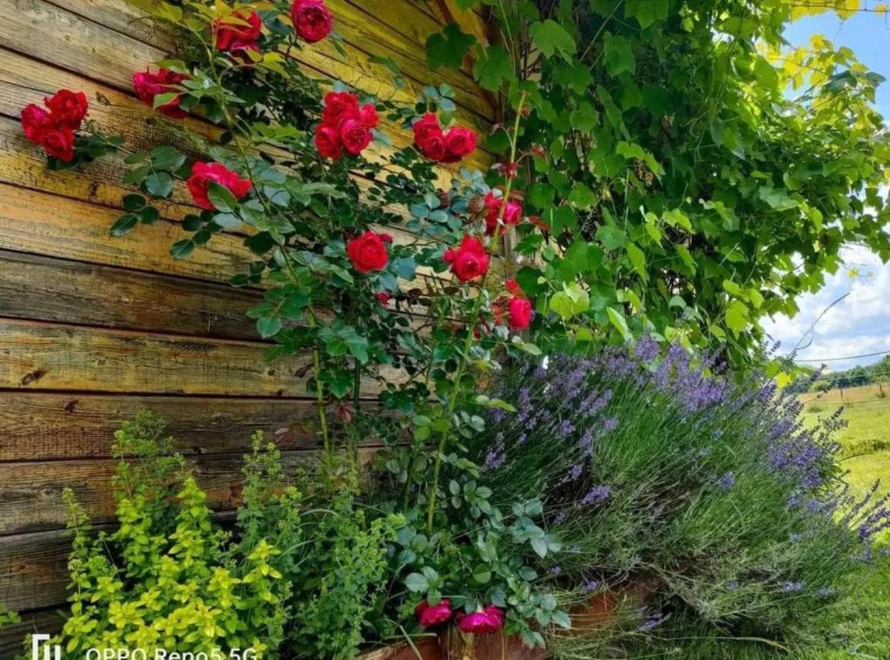 Apaluza - Unique Comfort & Relax In Nature Kopaniec المظهر الخارجي الصورة