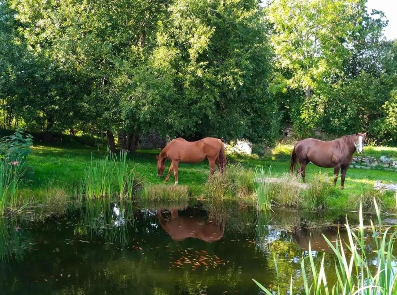 Apaluza - Unique Comfort & Relax In Nature Kopaniec المظهر الخارجي الصورة